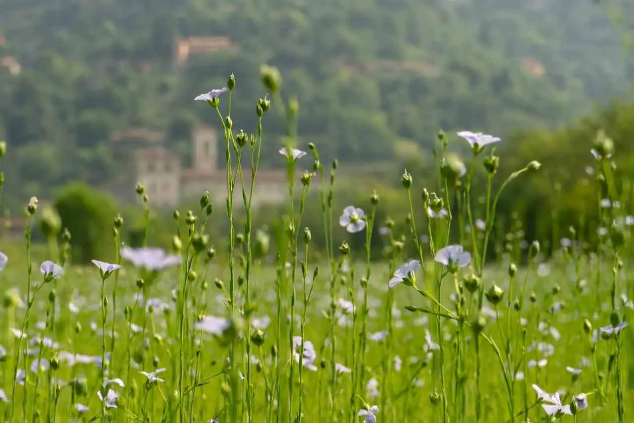 Primavera in fiore: ecco il giardino botanico che trasforma la città in un’oasi di meraviglia Immagine selezionata