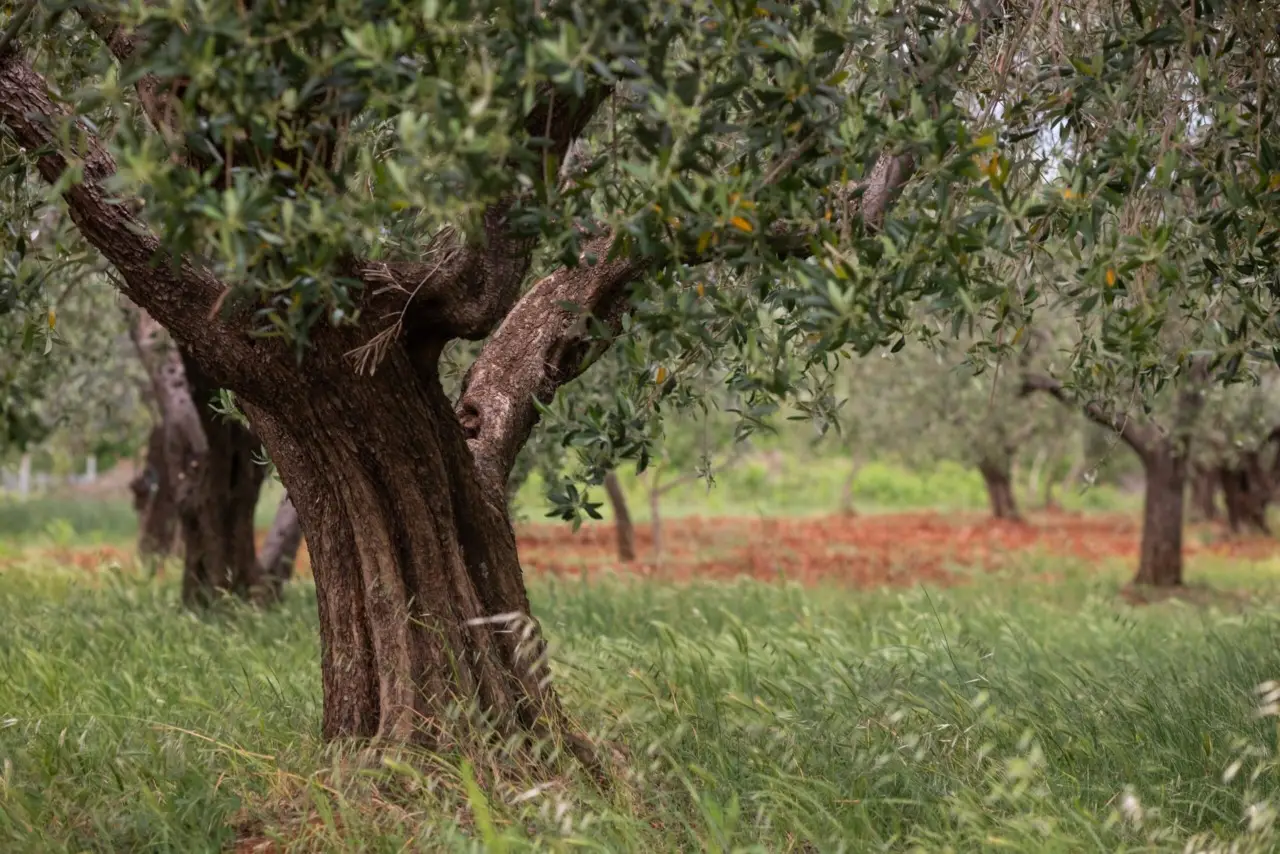 Primavera in fiore: ecco il giardino botanico che trasforma la città in un’oasi di meraviglia Immagine selezionata
