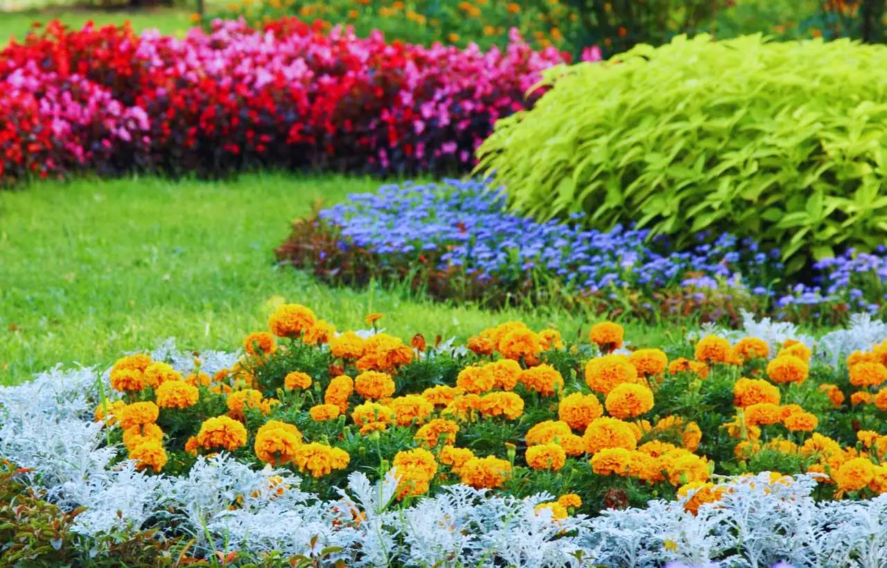 Hai trovato qualcosa di strano in giardino? Ecco perché potresti dover intervenire subito! Immagine selezionata