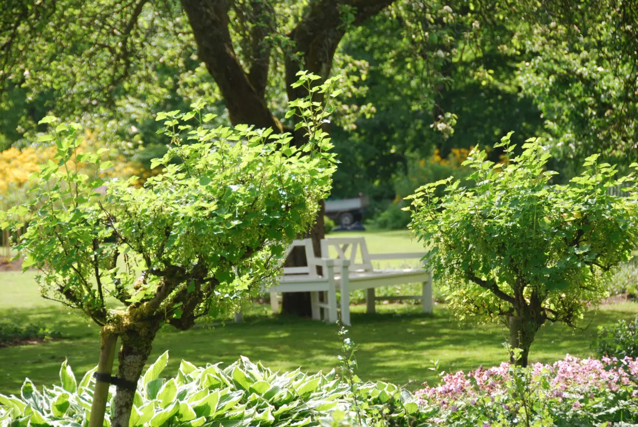 Hai trovato qualcosa di strano in giardino? Ecco perché potresti dover intervenire subito! Immagine selezionata