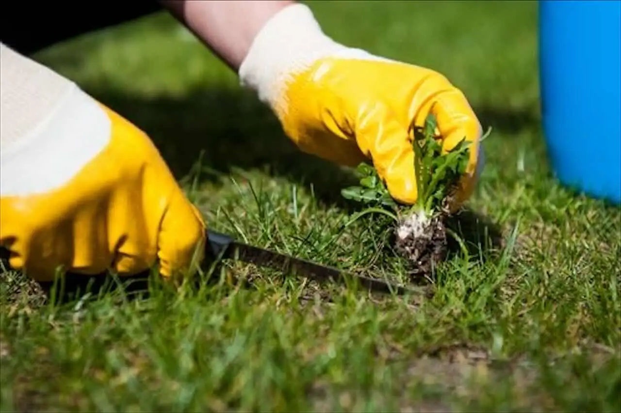 Hai trovato qualcosa di strano in giardino? Ecco perché potresti dover intervenire subito! Immagine selezionata