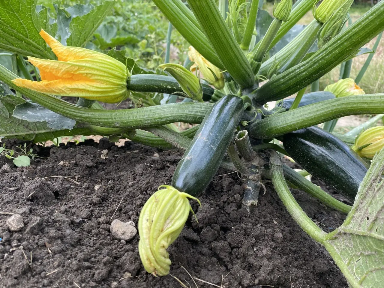 Non piantare le zucchine troppo vicine: ecco cosa sta succedendo