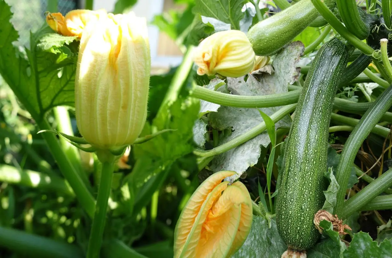 Non piantare le zucchine troppo vicine: ecco cosa sta succedendo Immagine selezionata