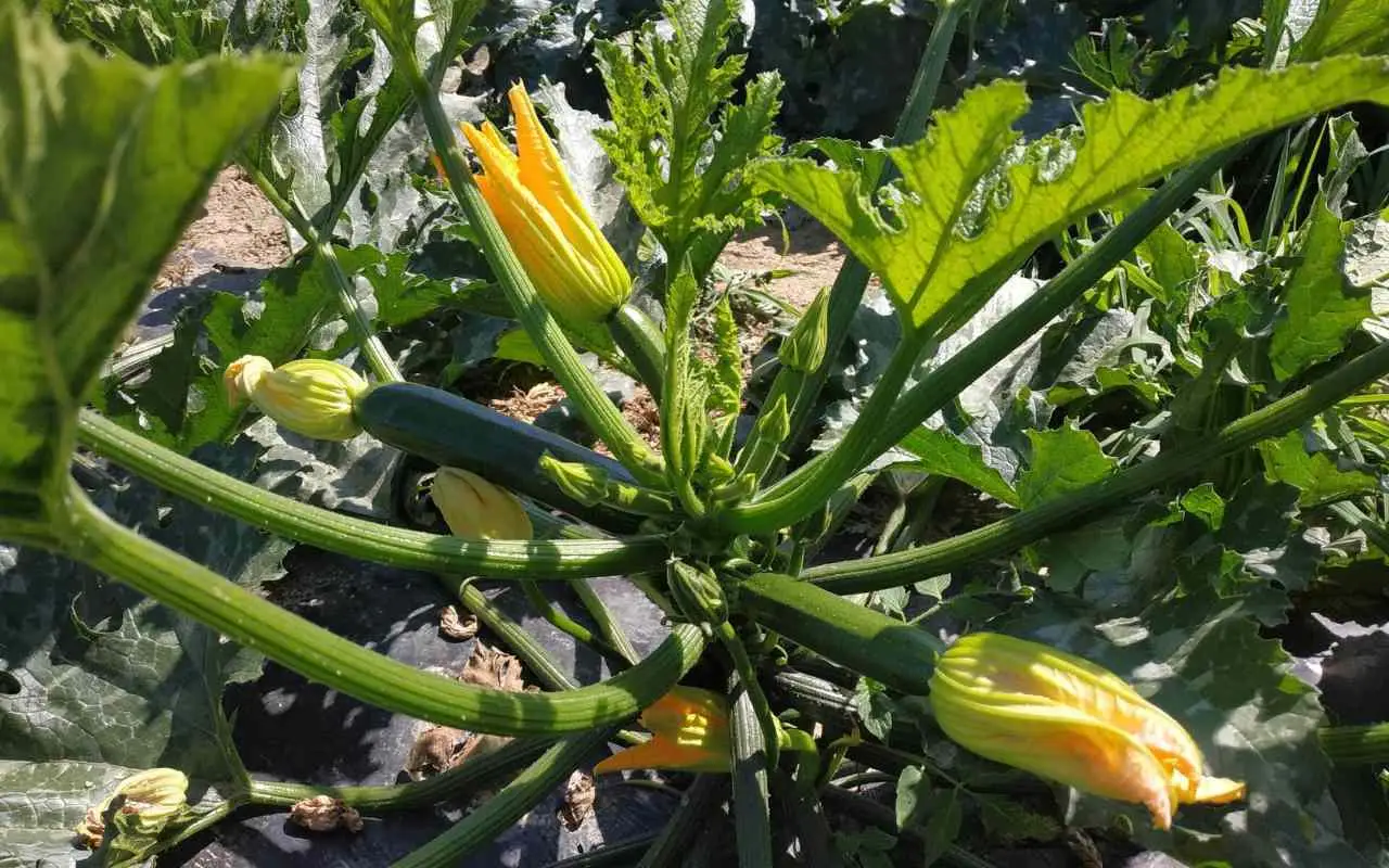 Non piantare le zucchine troppo vicine: ecco cosa sta succedendo Immagine selezionata