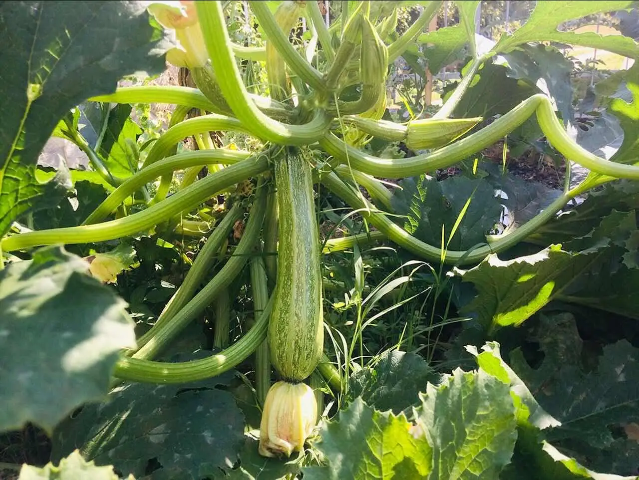 Non piantare le zucchine troppo vicine: ecco cosa sta succedendo Immagine selezionata