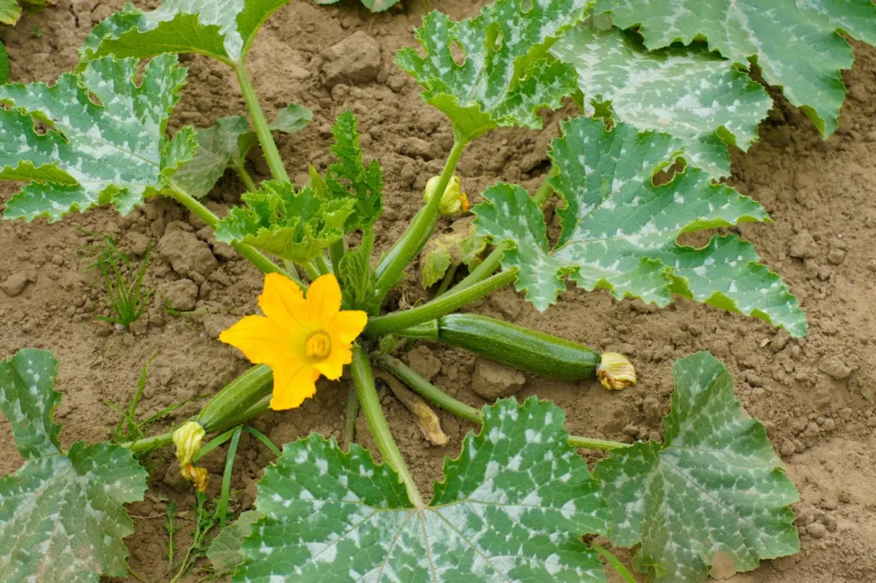Non piantare le zucchine troppo vicine: ecco cosa sta succedendo Immagine selezionata