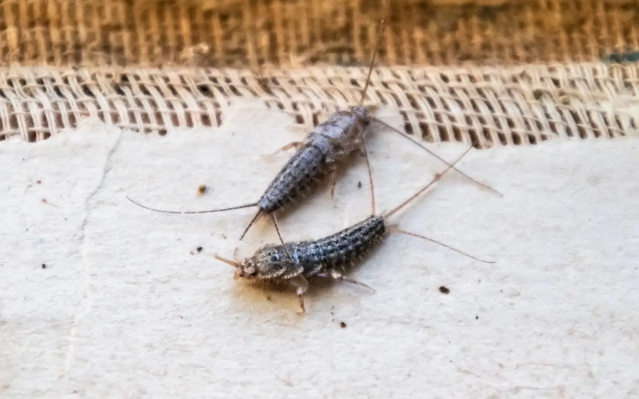 Il rimedio su come tenere lontani i pesciolini d’argento dal bagno Il rimedio su come tenere lontani i pesciolini d’argento dal bagno