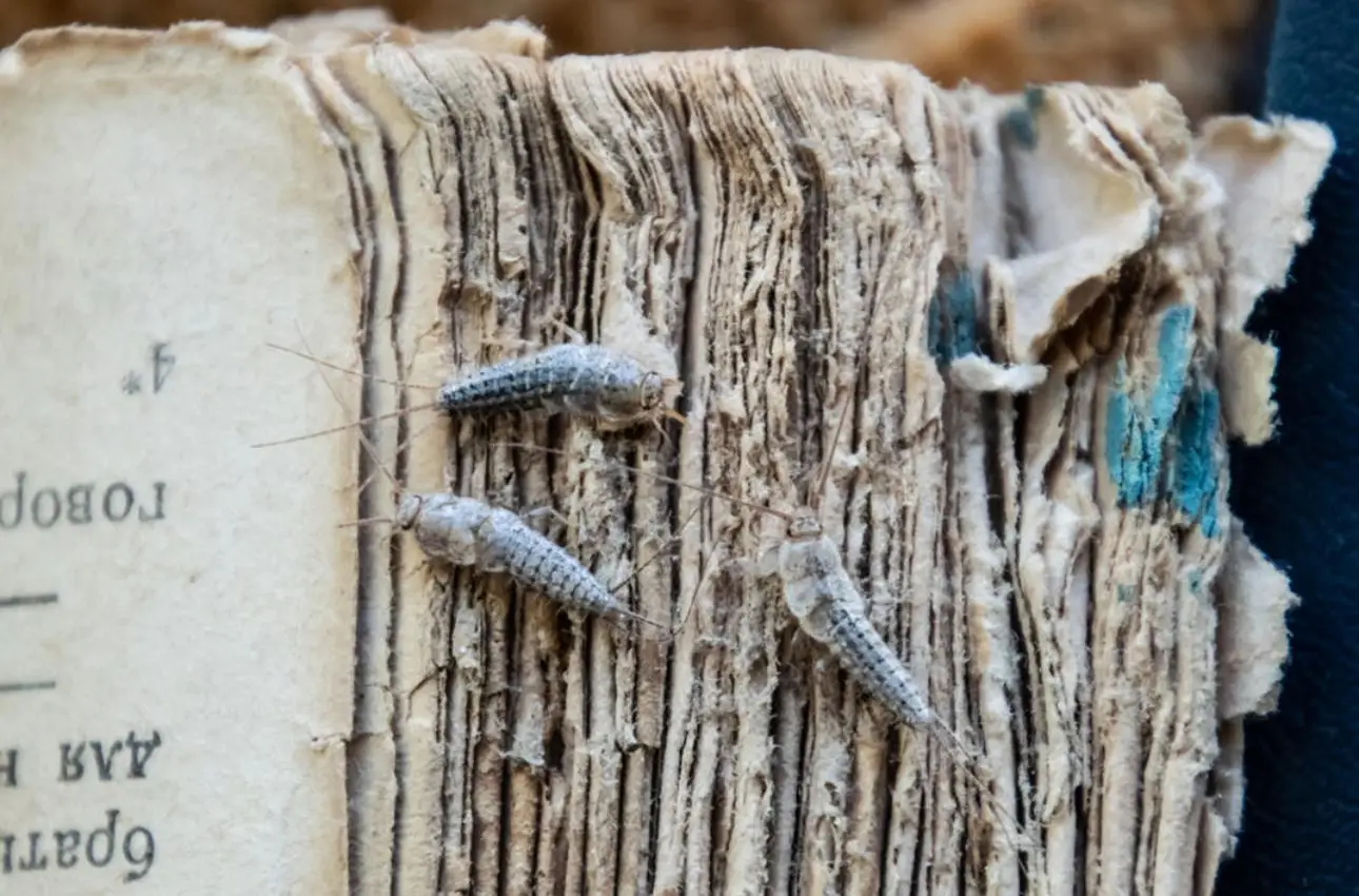 Il rimedio su come tenere lontani i pesciolini d’argento dal bagno Immagine selezionata